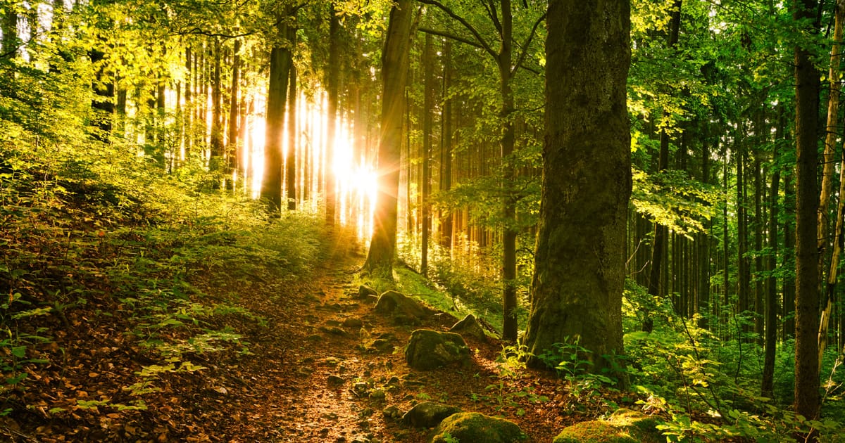 Lesní koupel a mindfulness ve Slavkovském lese